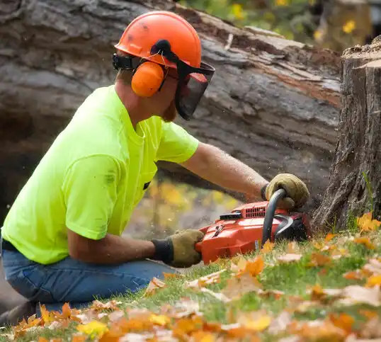 tree services Webb